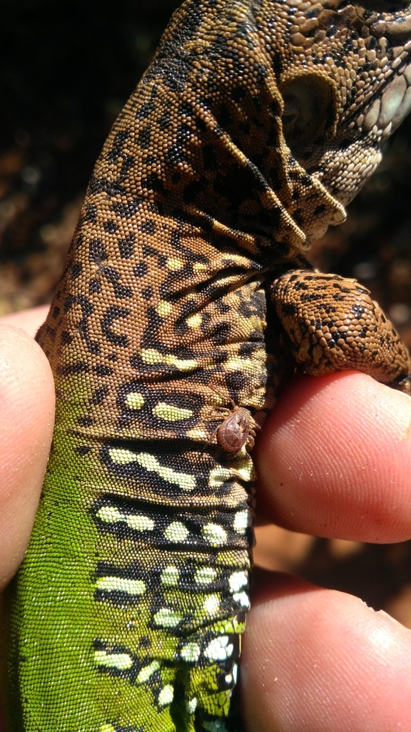 Iguana Tick