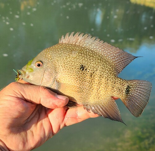 Texas Cichlid