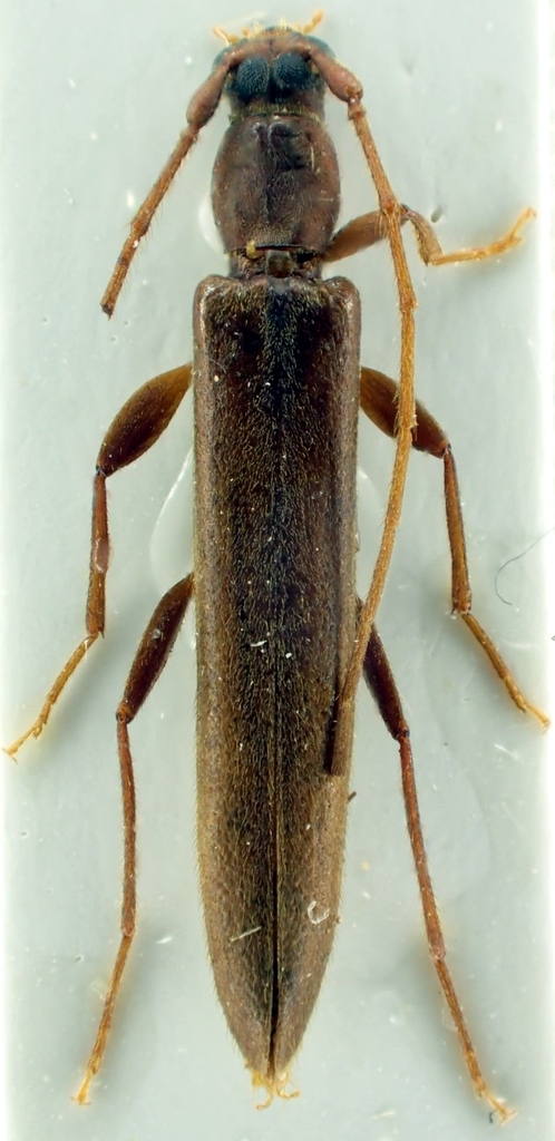 Ischnorrhabda