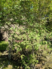 Viburnum phlebotrichum