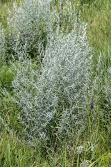 Artemisia dracunculus glauca