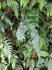 Tectaria phaeocaulis