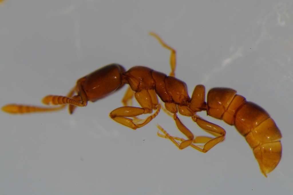 Ponera testacea