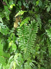 Hymenasplenium apogamum