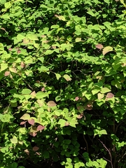 Corylopsis pauciflora