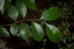 Elaeocarpus obovatus