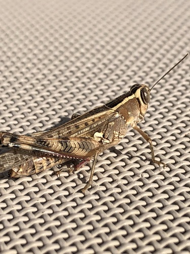 Heteracris adspersa