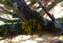 Teloschistes velifer