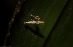 Cyphosticha panconita