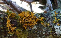 Teloschistes velifer