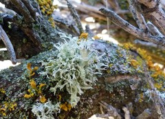Ramalina geniculata