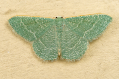 Phaiogramma etruscaria