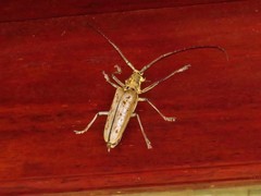 Batocera maculata