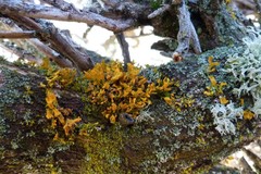 Teloschistes velifer