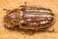 Anoxia orientalis