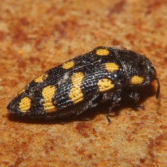 Acmaeodera xanthosticta