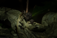 Onidistus araneus