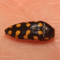Acmaeodera xanthosticta