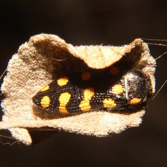 Acmaeodera xanthosticta