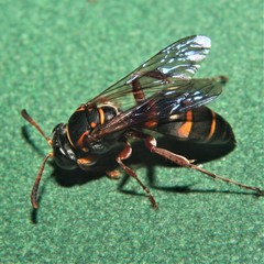 Tanyoprymnus moneduloides