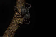 Onidistus araneus