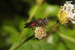Coelioxys slossoni