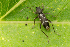 Chlorophorus sartor
