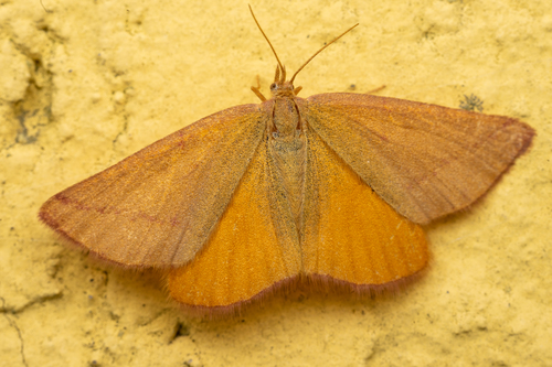 Purple-barred Yellow