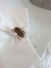 Amphimallon solstitiale