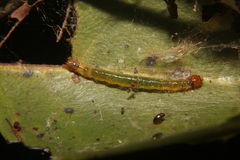 Herpetogramma theseusalis