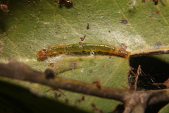 Herpetogramma theseusalis