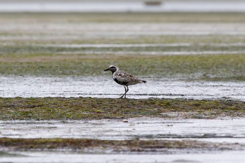 Grey Plover (Pluvialis squatarola)