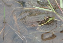 Lithobates clamitans image