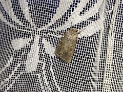 Dichagyris forcipula