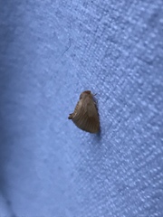 Tortricidia testacea