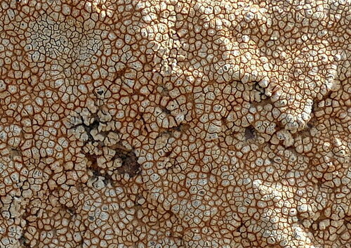 Caloplaca rubelliana