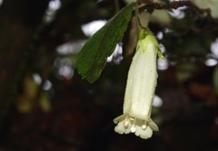 Fieldia australis