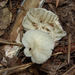 Heliomyces decolorans - Photo (c) Gordon C. Snelling, some rights reserved (CC BY), uploaded by Gordon C. Snelling