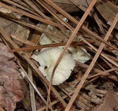 Heliomyces decolorans