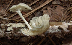 Heliomyces decolorans