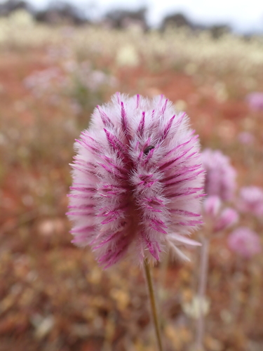 Image of Ptilotus helipteroides by (c) Nina Kerr, some rights reserved (CC BY)