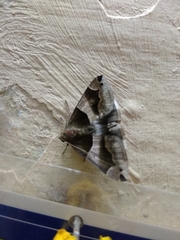 Bastilla