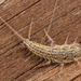 Four-lined Silverfish - Photo (c) Roman Prokhorov, some rights reserved (CC BY-NC), uploaded by Roman Prokhorov