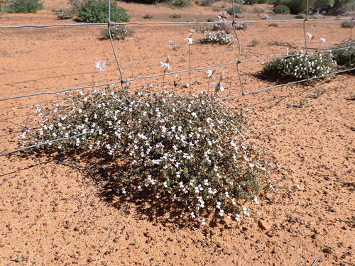 Image of Stylidium induratum by (c) Nina Kerr, some rights reserved (CC BY)
