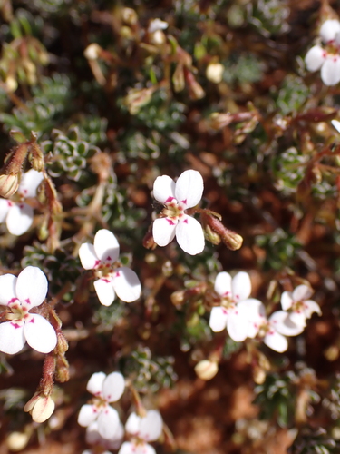 Desert Triggerplant (Stylidium induratum)