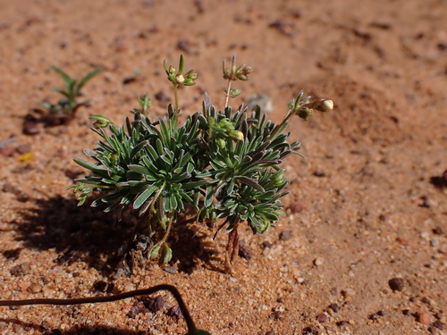 Image of Stylidium induratum by (c) Nina Kerr, some rights reserved (CC BY)