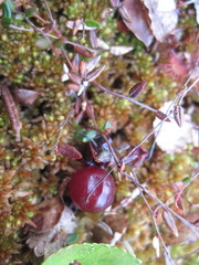 Vaccinium microcarpum