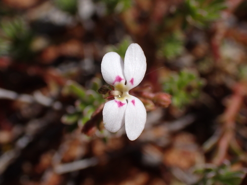 Image of Stylidium induratum by (c) Nina Kerr, some rights reserved (CC BY)