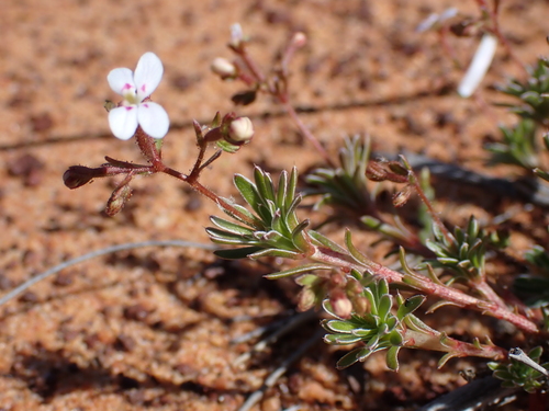 Image of Stylidium induratum by (c) Nina Kerr, some rights reserved (CC BY)