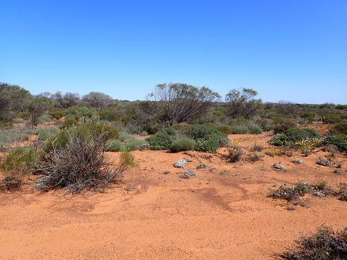 Image of Stylidium induratum by (c) Nina Kerr, some rights reserved (CC BY)